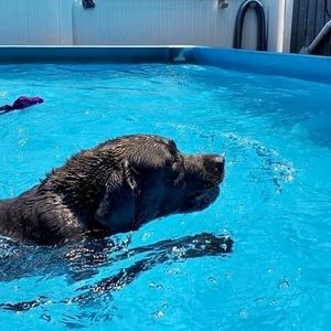 Meet your Posher, Dawn